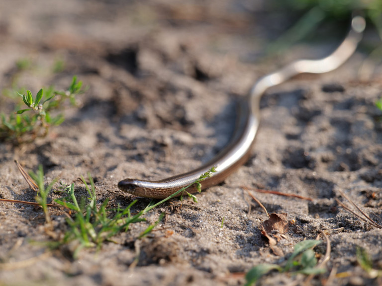 blindschleich_Fliegerberg_©Naturpark Hohe Mark