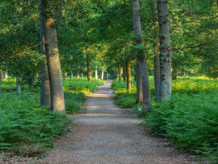 hohe_mark_steig_etappe01_diersfordter_wald-04